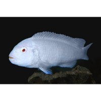 socolofi albino